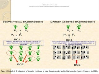 Usman Rice 1 Breeding Rice For Drought Resistance.pptx