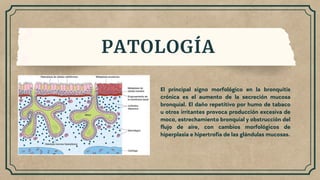 PATOLOGÍA
El principal signo morfológico en la bronquitis
crónica es el aumento de la secreción mucosa
bronquial. El daño repetitivo por humo de tabaco
u otros irritantes provoca producción excesiva de
moco, estrechamiento bronquial y obstrucción del
flujo de aire, con cambios morfológicos de
hiperplasia e hipertrofia de las glándulas mucosas.
 