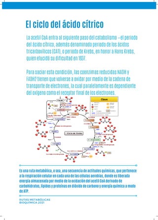 El ciclo del ácido cítrico
RUTAS METABÓLICAS
BIOQUÍMICA 2021
Es una ruta metabólica, o sea, una secuencia de actitudes químicas, que pertenece
a la respiración celular en cada una de las células aerobias, donde es liberada
energía almacenada por medio de la oxidación del acetil CoA derivado de
carbohidratos, lípidos y proteínas en dióxido de carbono y energía química a modo
de ATP.
La acetil CoA entra al siguiente paso del catabolismo —el periodo
del ácido cítrico, además denominado periodo de los ácidos
tricarboxílicos (CAT), o periodo de Krebs, en honor a Hans Krebs,
quien elucidó su dificultad en 1937.
Para saciar esta condición, las coenzimas reducidas NADH y
FADH2 tienen que volverse a oxidar por medio de la cadena de
transporte de electrones, la cual paralelamente es dependiente
del oxígeno como el receptor final de los electrones.
 