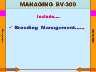 Management
Management
Include….
 Brooding Management……
BV-300
MANAGING BV-300
 