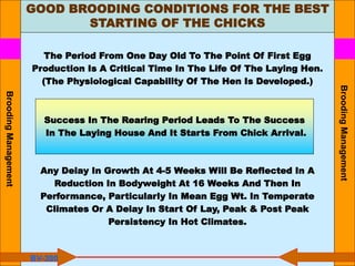 GOOD BROODING CONDITIONS FOR THE BEST
STARTING OF THE CHICKS
The Period From One Day Old To The Point Of First Egg
Production Is A Critical Time In The Life Of The Laying Hen.
(The Physiological Capability Of The Hen Is Developed.)
Any Delay In Growth At 4-5 Weeks Will Be Reflected In A
Reduction In Bodyweight At 16 Weeks And Then In
Performance, Particularly In Mean Egg Wt. In Temperate
Climates Or A Delay In Start Of Lay, Peak & Post Peak
Persistency In Hot Climates.
BV-300
Success In The Rearing Period Leads To The Success
In The Laying House And It Starts From Chick Arrival.
Brooding
Management
Brooding
Management
 