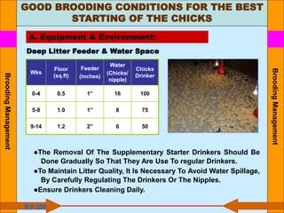 Wks
Floor
(sq.ft)
Feeder
(inches)
Water
(Chicks/
nipple)
Chicks
Drinker
0-4 0.5 1” 16 100
5-8 1.0 1” 8 75
9-14 1.2 2” 6 50
Deep Litter Feeder & Water Space
●The Removal Of The Supplementary Starter Drinkers Should Be
Done Gradually So That They Are Use To regular Drinkers.
●To Maintain Litter Quality, It Is Necessary To Avoid Water Spillage,
By Carefully Regulating The Drinkers Or The Nipples.
●Ensure Drinkers Cleaning Daily.
GOOD BROODING CONDITIONS FOR THE BEST
STARTING OF THE CHICKS
A. Equipment & Environment:
BV-300
Brooding
Management
Brooding
Management
 