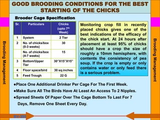 Brooder Cage Specification
Sr. Particulars Chicks
(upto 7th
Week)
1 System 2 Tier
2 No. of chicks/box
(0-3 weeks)
30
No. of chicks/box
(4-7 weeks)
15
3 Bottom/Upper
Tier
30”X15”X15”
4 Floor space/bird 30 sq.inches
5 Feed Trough 22 G
●Place One Additional Drinker Per Cage For The First Week.
●Make Sure All The Birds Have At Least An Access To 2 Nipples.
●Spread Sheets Of Paper Over The Cage Bottom To Last For 7
Days, Remove One Sheet Every Day.
GOOD BROODING CONDITIONS FOR THE BEST
STARTING OF THE CHICKS
BV-300
Monitoring crop fill in recently
placed chicks gives one of the
best indications of the efficacy of
the chick start. At 24 hours after
placement at least 95% of chicks
should have a crop the size of
roughly a 10mm hemisphere, with
contents the consistency of pea
soup. If the crop is empty or only
contains water or only feed there
is a serious problem.
Brooding
Management
Brooding
Management
 