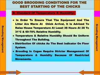 GOOD BROODING CONDITIONS FOR THE
BEST STARTING OF THE CHICKS
B. Standard Of Temperature & Humidity:
● In Order To Ensure That The Equipment And The
Litter Are Warm At Chick Arrival, It Is Advised To
Raise House Temperature At Least 36 Hours At 28 To
31°C & 60-70% Relative Humidity.
● Temperature & Relative Humidity Should Be Uniform
Throughout The Building.
● Distribution Of chicks As The Best Indicator On Floor
System.
● Brooding In Cages Require Stricter Management Of
Temperature & Humidity Because Of Restricted
Movements.
BV-300
Brooding
Management
Brooding
Management
 