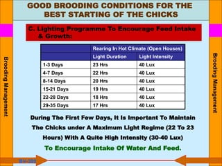 GOOD BROODING CONDITIONS FOR THE
BEST STARTING OF THE CHICKS
C. Lighting Programme To Encourage Feed Intake
& Growth:
During The First Few Days, It Is Important To Maintain
The Chicks under A Maximum Light Regime (22 To 23
Hours) With A Quite High Intensity (30-40 Lux)
To Encourage Intake Of Water And Feed.
Rearing In Hot Climate (Open Houses)
Light Duration Light Intensity
1-3 Days 23 Hrs 40 Lux
4-7 Days 22 Hrs 40 Lux
8-14 Days 20 Hrs 40 Lux
15-21 Days 19 Hrs 40 Lux
22-28 Days 18 Hrs 40 Lux
29-35 Days 17 Hrs 40 Lux
BV-300
Brooding
Management
Brooding
Management
 