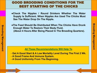 GOOD BROODING CONDITIONS FOR THE
BEST STARTING OF THE CHICKS
●Check The Nipples / Round Drinkers Whether The Water
Supply Is Sufficient. When Nipples Are Used The Chicks Must
See The Water Drop On The Nipple.
●The Feed Should Be Distributed When The Chicks Have Drunk
Enough Water To Restore Their Body Fluid.
(About 4 Hours After Being Placed In The Brooding Quarters).
All These Recommendations Will Help To
- Get A Good Start & A Low Mortality Level During The First 2 Wk.
- A Good Frame And Immune System.
- A Good Uniformity From The Beginning.
BV-300
Brooding
Management
Brooding
Management
 