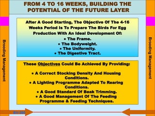 FROM 4 TO 16 WEEKS, BUILDING THE
POTENTIAL OF THE FUTURE LAYER
After A Good Starting, The Objective Of The 4-16
Weeks Period Is To Prepare The Birds For Egg
Production With An Ideal Development Of:
● The Frame.
● The Bodyweight.
● The Uniformity.
● The Digestive Tract.
These Objectives Could Be Achieved By Providing:
● A Correct Stocking Density And Housing
Conditions.
● A Lighting Programme Adapted To Rearing
Conditions.
● A Good Standard Of Beak Trimming.
● A Good Management Of The Feeding
Programme & Feeding Techniques.
BV-300
Brooding
Management
Brooding
Management
 