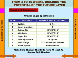 FROM 4 TO 16 WEEKS, BUILDING THE
POTENTIAL OF THE FUTURE LAYER
Housing & Equipment:
Sr. No Particulars Grower (8 week to 16th Week)
1 System 2 Tier
2 No. of birds/box 5
3 Bottom Tier 18”X15”X15”
4 Middle tier 18”X15”X15”
5 Upper Tier 18”X15”X15”
6 Floor space/bird 54 sq.inch
7 Feed Trough 22 G Aluminium Feeders
8 Water System NDS/channels
Grower Cages Specification
Make Sure That All The Birds Have At least An
Access To 2 Nipples.
BV-300
Brooding
Management
Brooding
Management
 