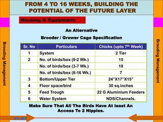 FROM 4 TO 16 WEEKS, BUILDING THE
POTENTIAL OF THE FUTURE LAYER
Housing & Equipment:
An Alternative
Brooder / Grower Cage Specification
Sr. No Particulars Chicks (upto 7th Week)
1 System 2 Tier
2 No. of birds/box (0-2 Wk.) 15
No. of birds/box (3-7 Wk.) 10
No. of birds/box (8-16 Wk.) 7
3 Bottom/Upper Tier 24”X17”X15”
4 Floor space/bird 30 sq.inches
5 Feed Trough 22 G Aluminium Feeders
6 Water System NDS/Channels.
Make Sure That All The Birds Have At least An
Access To 2 Nipples.
BV-300
Brooding
Management
Brooding
Management
 
