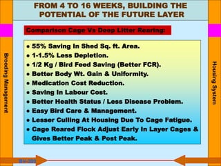 Housing
System
● 55% Saving In Shed Sq. ft. Area.
● 1-1.5% Less Depletion.
● 1/2 Kg / Bird Feed Saving (Better FCR).
● Better Body Wt. Gain & Uniformity.
● Medication Cost Reduction.
● Saving In Labour Cost.
● Better Health Status / Less Disease Problem.
● Easy Bird Care & Management.
● Lesser Culling At Housing Due To Cage Fatigue.
● Cage Reared Flock Adjust Early In Layer Cages &
Gives Better Peak & Post Peak.
BV-300
Comparison Cage Vs Deep Litter Rearing:
FROM 4 TO 16 WEEKS, BUILDING THE
POTENTIAL OF THE FUTURE LAYER
Brooding
Management
 