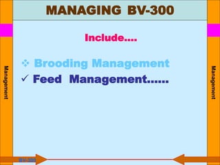 Management
Management
Include….
 Brooding Management
 Feed Management……
BV-300
MANAGING BV-300
 