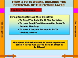 FROM 4 TO 16 WEEKS, BUILDING THE
POTENTIAL OF THE FUTURE LAYER
Feeding Techniques:
During Rearing Have As Their Objective:
● To Avoid The Build Up Of Fine Particles.
● To Have Rapid Food Consumption So As To
Develop The Crop.
● To Have A Correct Texture So As To
Develop Gizzard.
The Speed With Which Feed Is Eaten Depends On
When It Is Fed And On The Form In Which It
Is Offered.
BV-300
Feed
Management
Feed
Management
 