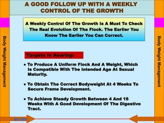A GOOD FOLLOW UP WITH A WEEKLY
CONTROL OF THE GROWTH
● To Produce A Uniform Flock And A Weight, Which
Is Compatible With The Intended Age At Sexual
Maturity.
● To Obtain The Correct Bodyweight At 4 Weeks To
Secure Frame Development.
● To Achieve Steady Growth Between 4 And 16
Weeks With A Good Development Of The Digestive
Tract.
Targets In Rearing:
A Weekly Control Of The Growth Is A Must To Check
The Real Evolution Of The Flock. The Earlier You
Know The Earlier You Can Correct.
BV-300
Body
Weight
Management
Body
Weight
Management
 