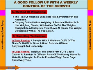 A GOOD FOLLOW UP WITH A WEEKLY
CONTROL OF THE GROWTH
A. Method Of Weighting:
● The Time Of Weighing Should Be Fixed, Preferably In The
Afternoon.
● Carrying Out Individual Weighing. A Practical Method Is To
Use Weighing Sheets, Which Allow To Put The Weights
Straight Into A Histogram. This Shows At Glance The Weight
Distribution Within The Population.
B. Sampling Technique:
In Floor Rearing, A Sample With A Minimum Of 5% Of The
Flock Or 100 Birds Gives A Good Estimate Of Mean
Bodyweight And Uniformity.
In Cage Rearing, Weigh All The Birds From 5 Or 6 Cages
Chosen At Random In Different Parts Of The Poultry House To
Make Up A Sample. As For As Possible Weigh Same Cage
Birds Every Time.
BV-300
Body
Weight
Management
Body
Weight
Management
 