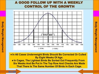 A GOOD FOLLOW UP WITH A WEEKLY
CONTROL OF THE GROWTH
Body
Weight
Management
● In All Cases Underweight Birds Should Be Corrected Or Culled
By Eight Weeks Of Age.
● In Cages, The Lightest Birds Be Sorted Out Frequently From
Six Weeks And Be Put In The Top Row And Checks Are Made
That There Is The Same Number Of Birds In Each Cage.
BV-300
Body
Weight
Management
 