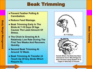 Beak Trimming
Beak
Trimming
● Prevent Feather Pulling &
Cannibalism.
● Reduce Feed Wastage.
● Beak Trimming Early In The
Birds At 7-10 Days Of Age
Causes The Least Amount Of
Stress.
● The Chick Is Growing At A
Relatively Low Rate During The
First Two Weeks And Recovers
Quickly.
● Second Beak Trimming At
Around 12 Week.
● Beak Trimming At Transfer (A
Touch Up Of Any Birds Which
Require It).
Female Where The Beak Has Been
Trimmed at 10-12 Wks Of Age For
Floor Housed Laying System Or In
Cages In Naturally Lit Houses
At 7-10 Days.
BV-300
Body
Weight
Management
 
