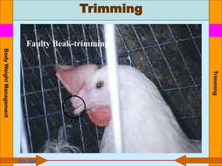 Trimming
Trimming
BV-300
Faulty Beak-trimming
Body
Weight
Management
 