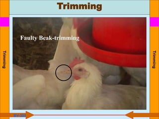 Trimming
Trimming
Trimming
BV-300
Faulty Beak-trimming
 