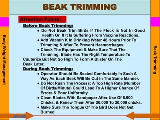 BEAK TRIMMING
Beak
Trimming
Attention Points:
Before Beak Trimming:
● Do Not Beak Trim Birds If The Flock Is Not In Good
Health Or If It Is Suffering From Vaccine Reactions.
● Add Vitamin K In Drinking Water 48 Hours Prior To
Trimming & After To Prevent Haemorrhages.
● Check The Equipment & Make Sure That The
Trimming Blade Has The Right Temperature To
Cauterize But Not So High To Form A Blister On The
Beak Later.
During Beak Trimming:
● Operator Should Be Seated Comfortably In Such A
Way As Each Beak Will Be Cut In The Same Manner.
● Do Not Rush The Process: A Too High Rate (Number
Of Birds/Minute) Could Lead To A Higher Chance Of
Errors & Poor Uniformity.
● Clean Blades With Sandpaper After Use Of 5.000
Chicks, & Renew Them After 20.000 To 30.000 chicks.
● Make Sure The Tongue Of The Bird Does Not Get
Burned
BV-300
Body
Weight
Management
 