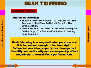 BEAK TRIMMING
Beak
Trimming
Attention Points:
After Beak Trimming:
● Increase The Water Level In The Drinkers And The
Pressure In The Pipes To Make It Easy For The
Birds To Drink.
● Make Sure That The Depth Of The Feed Is Adequate,
Do Not Empty The Feeders For A Week Following
Beak Trimming.
Beak trimming is a very delicate operation and
it is important enough to be done right.
Failure to beak trim properly can damage bird
livability and uniformity and consequently affect
negatively to overall flock performances.
BV-300
Body
Weight
Management
 