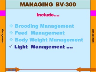 Management
Include….
 Brooding Management
 Feed Management
 Body Weight Management
 Light Management ….
BV-300
MANAGING BV-300
Management
 