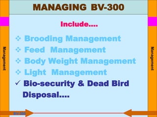 Management
Include….
 Brooding Management
 Feed Management
 Body Weight Management
 Light Management
 Bio-security & Dead Bird
Disposal….
BV-300
MANAGING BV-300
Management
 