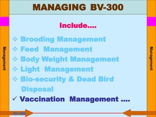Management
Management
Include….
 Brooding Management
 Feed Management
 Body Weight Management
 Light Management
 Bio-security & Dead Bird
Disposal
 Vaccination Management ….
BV-300
MANAGING BV-300
 