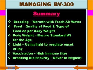 Summary
 Brooding – Warmth with Fresh Air Water
 Feed – Quality of Feed & Type of
Feed as per Body Weight
 Body Weight – Ensure Standard Wt
for the Age
 Light – Using light to regulate onset
of lay
 Vaccination – High Immune titer
 Brooding Bio-security – Never to Neglect
BV-300
MANAGING BV-300
 