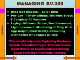  Dead Bird Disposal – Bury / Burn
 Pre- Lay – Timely shifting, Minimum Stress
& Complete All Vaccines
 Laying - Minimum Stress, Feed Increment,
Light Increment, Monitoring of Body Wt &
Egg Weight, Shell Quality, Consulting
Nutritionist for Changes in Feed
This should help us in Exploiting Maximum
Genetic Potential of layer Bird and Ensure
Good Return on Investment and Making
Layer Farming a Profitable Venture.
BV-300
MANAGING BV-300
Summary
Summary
 