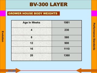 BV-300 LAYER
Performance
Standards
Age In Weeks 1981
4 230
8 580
12 900
16 1110
20 1360
GROWER HOUSE BODY WEIGHTS
BV-300
Evolution
 