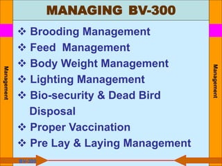 MANAGING BV-300
Management
Management
 Brooding Management
 Feed Management
 Body Weight Management
 Lighting Management
 Bio-security & Dead Bird
Disposal
 Proper Vaccination
 Pre Lay & Laying Management
BV-300
 