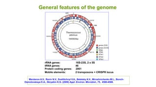 rRNA genes: 16S-23S, 2 x 5S
tRNA genes: 46
Protein coding genes: 2061
Mobile elements: 2 transposons + CRISPR locus
General features of the genome
Mardanov A.V., Ravin N.V., Svetlitchnyi V.A., Beletsky A.V., Miroshnichenko M.L., Bonch-
Osmolovskaya E.A., Skryabin K.G. (2009) Appl. Environ. Microbiol., 75, 4580-4588.
 