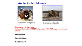 Ancient microbiomes
Coelodonta antiquitatisMammuthus primigenius
Microbiome – prokaryotes
Analysis of more then 10.000 independent 16S rRNA sequences for each
sample
Mammoth gut
Mammoth lungs
Rhinoceros gut
 