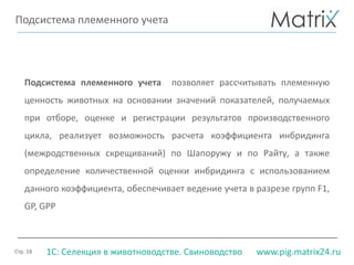 Стр. 18 www.pig.matrix24.ru1С: Селекция в животноводстве. Свиноводство
Подсистема племенного учета позволяет рассчитывать племенную
ценность животных на основании значений показателей, получаемых
при отборе, оценке и регистрации результатов производственного
цикла, реализует возможность расчета коэффициента инбридинга
(межродственных скрещиваний) по Шапоружу и по Райту, а также
определение количественной оценки инбридинга с использованием
данного коэффициента, обеспечивает ведение учета в разрезе групп F1,
GP, GPP
Подсистема племенного учета
 