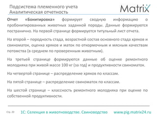 Стр. 20 www.pig.matrix24.ru1С: Селекция в животноводстве. Свиноводство
Подсистема племенного учета
Аналитическая отчетность
Отчет «Бонитировка» формирует сводную информацию о
пробонитированных животных заданной породы. Данные формируются
постранично. На первой странице формируется титульный лист отчета.
На второй – породность стада, возрастной состав основного стада хряков и
свиноматок, оценка хряков и маток по откормочным и мясным качествам
потомства (в среднем по проверенным животным).
На третьей странице формируются данные об оценке ремонтного
молодняка при живой массе 100 кг (за год) и продуктивности свиноматок.
На четвертой странице – распределение хряков по классам.
На пятой странице – распределение свиноматок по классам.
На шестой странице – классность ремонтного молодняка при оценке по
собственной продуктивности.
 