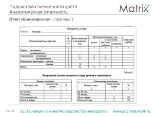 Стр. 21 www.pig.matrix24.ru1С: Селекция в животноводстве. Свиноводство
Подсистема племенного учета
Аналитическая отчетность
Отчет «Бонитировка» - страница 2
 