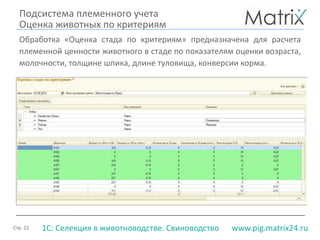 Стр. 22 www.pig.matrix24.ru1С: Селекция в животноводстве. Свиноводство
Подсистема племенного учета
Оценка животных по критериям
Обработка «Оценка стада по критериям» предназначена для расчета
племенной ценности животного в стаде по показателям оценки возраста,
молочности, толщине шпика, длине туловища, конверсии корма.
 