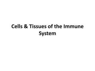 Cells & Tissues of the Immune
System
 