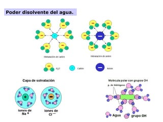 Poder disolvente del agua.
 