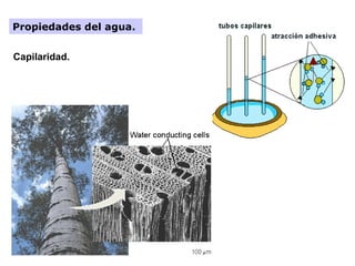 Propiedades del agua.


Capilaridad.
 