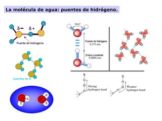 La molécula de agua: puentes de hidrógeno.
 