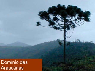 Domínio das
Araucárias
 