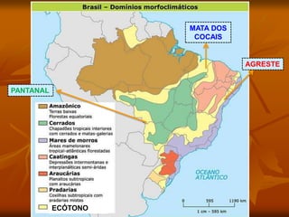 AGRESTE
MATA DOS
COCAIS
PANTANAL
ECÓTONO
 