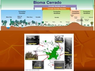 Comprehensive Overview of Brazil's Morfoclimatic Domains and Their ...