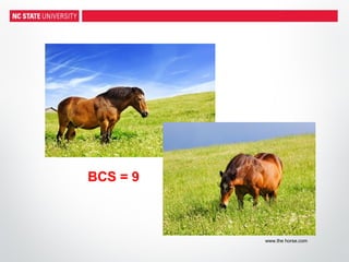 BCS = 9
www.the horse.com
 