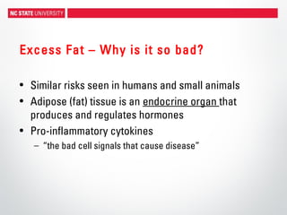 Excess Fat – Why is it so bad?
• Similar risks seen in humans and small animals
• Adipose (fat) tissue is an endocrine organ that
produces and regulates hormones
• Pro-inflammatory cytokines
– “the bad cell signals that cause disease”
 