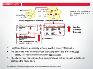 http://www.mdpi.com/ijms/ijms-15-06184/article_deploy/html/images/ijms-15-06184f2-1024.png; ;
• Heightened levels, especially in horses with a history of laminitis
• The degree to which an individual, overweight horse is affected varies
– Obesity-associated inflammation is likely age dependent
• Obesity may not cause immediate complications, but may cause a decline in
health as the horse ages
Vick et al. 2007; Suagee et al.
2011; Holbrook et al. 2012;
Goer 2015
Insulin
Cortisol
Glucose
 