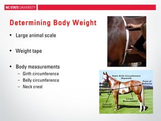 Determining Body Weight
• Large animal scale
• Weight tape
• Body measurements
– Girth circumference
– Belly circumference
– Neck crest
 
