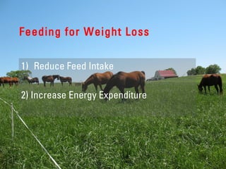 Feeding for Weight Loss
1) Reduce Feed Intake
2) Increase Energy Expenditure
 