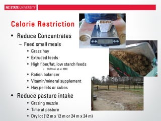 Calorie Restriction
• Reduce Concentrates
– Feed small meals
• Grass hay
• Extruded feeds
• High fiber/fat, low starch feeds
» Hoffman et al. 2003
• Ration balancer
• Vitamin/mineral supplement
• Hay pellets or cubes
• Reduce pasture intake
• Grazing muzzle
• Time at pasture
• Dry lot (12 m x 12 m or 24 m x 24 m)
 